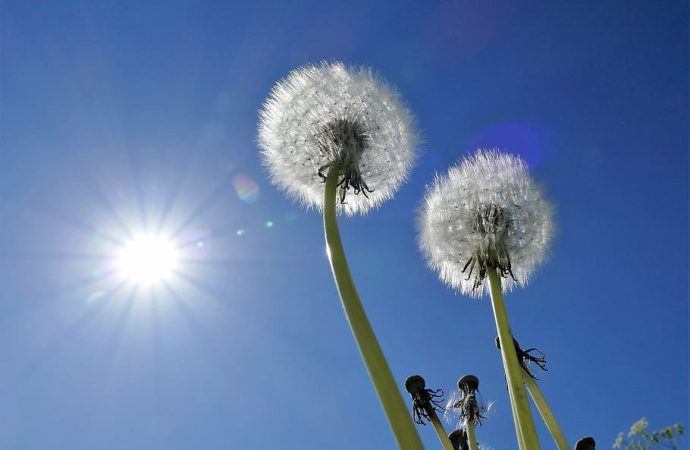 پودے کیونکر سورج سے زندگی پاتے ہیں